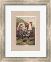 Cassell's Roosters with Mat III Fine Art Print