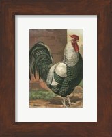Cassell's Roosters with Mat IV Fine Art Print