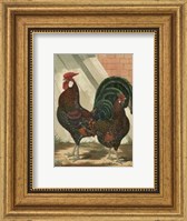 Cassell's Roosters with Mat V Fine Art Print