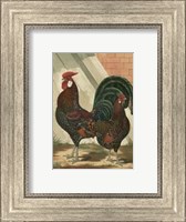 Cassell's Roosters with Mat V Fine Art Print