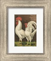Cassell's Roosters with Mat VI Fine Art Print