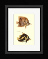 Antique Tropical Fish II Framed Print