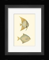 Antique Tropical Fish III Framed Print
