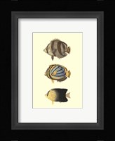 Antique Tropical Fish IV Framed Print