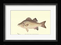 White Bass Fine Art Print