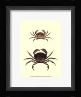 Antique Crab I Fine Art Print