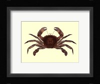 Antique Crab II Fine Art Print