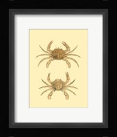 Antique Crab III Fine Art Print