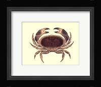 Antique Crab IV Fine Art Print