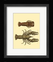 Antique Lobster III Fine Art Print