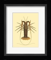 Antique Lobster IV Fine Art Print