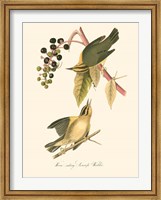 Audubon's Warbler Fine Art Print