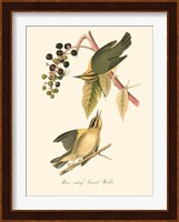 Audubon's Warbler Fine Art Print