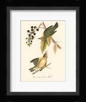 Audubon's Warbler Fine Art Print
