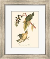 Audubon's Warbler Fine Art Print