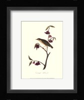 Audubon's Thrush Fine Art Print