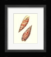 Volute Shells Framed Print