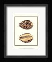 Leopard Cowry Shells Framed Print