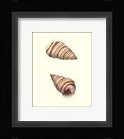 Ribband Bulla Shells Framed Print