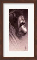 Jo-Jo, the Orangutan Fine Art Print