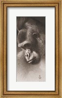 Silver Back, the Gorilla Fine Art Print