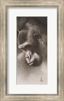 Silver Back, the Gorilla Fine Art Print
