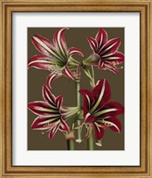 Lush Amaryllis I Giclee