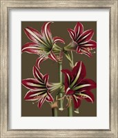 Lush Amaryllis I Giclee