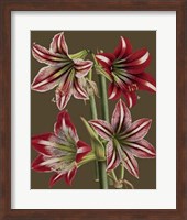 Lush Amaryllis II Giclee