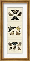 Antique Butterfly Panel I Giclee