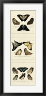 Antique Butterfly Panel I Giclee