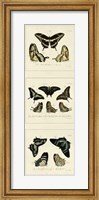 Antique Butterfly Panel II Giclee