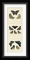 Antique Butterfly Panel II Framed Print