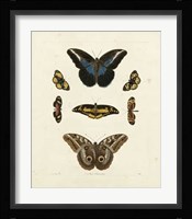 Butterflies I Framed Print