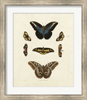 Butterflies I Giclee