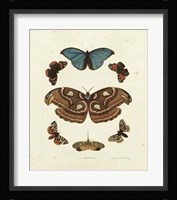 Butterflies II Framed Print