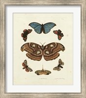 Butterflies II Giclee