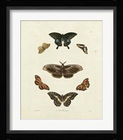 Butterflies III Framed Print