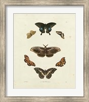 Butterflies III Giclee