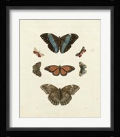 Butterflies IV Framed Print