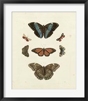 Butterflies IV Giclee