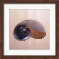 Polished Nautilus Fine Art Print