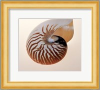 Nautilus Fine Art Print