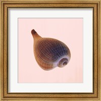 Fig Shell Fine Art Print