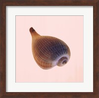 Fig Shell Fine Art Print