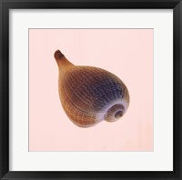 Fig Shell Fine Art Print