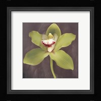 Botanique Framed Print