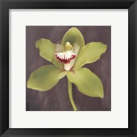 Botanique Framed Print