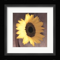 Sunflower Framed Print