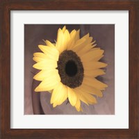 Sunflower Fine Art Print